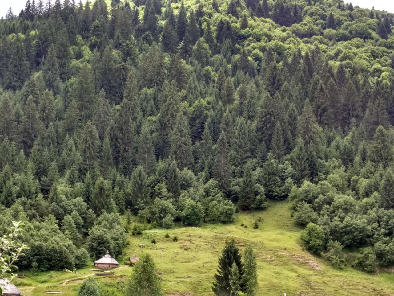 Private Sadyba Guslashky Колочава Экстерьер фото
